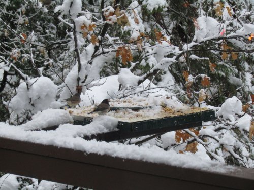 Snow birds 